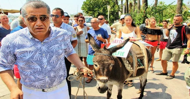 Aydın Aydın bodrum sıcağında eşek gezdirdi... Hayvan severler tepki gösterdi