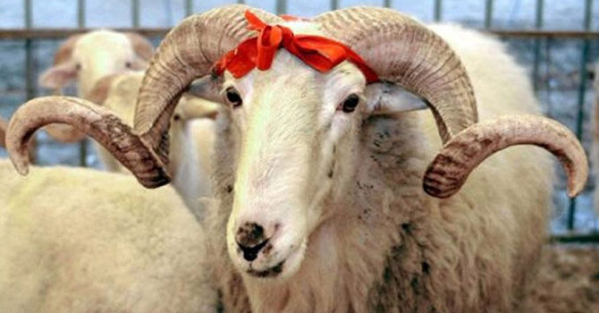 Hakkari Kızılay'dan Kurban duyurusu