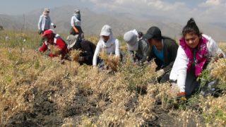 Yüksekova'da Nohut Hasadı