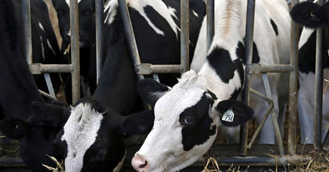 Hakkari'nin hayvan sayısı açıklandı