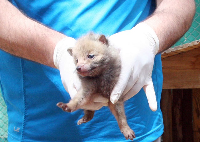 0x0-diyarbakirda-bulunan-7-kurt-yavrusu-sanliurfaya-getirildi-1494330278301.jpg 0x0-diyarbakirda-bulunan-7-kurt-yavrusu-sanliurfaya-getirildi-1494330278301.jpg