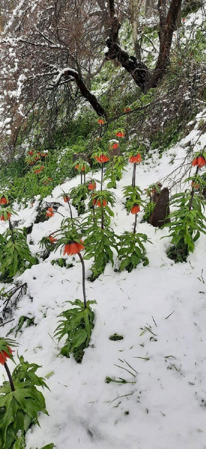 2-20200427082938.jpg 2-20200427082938.jpg