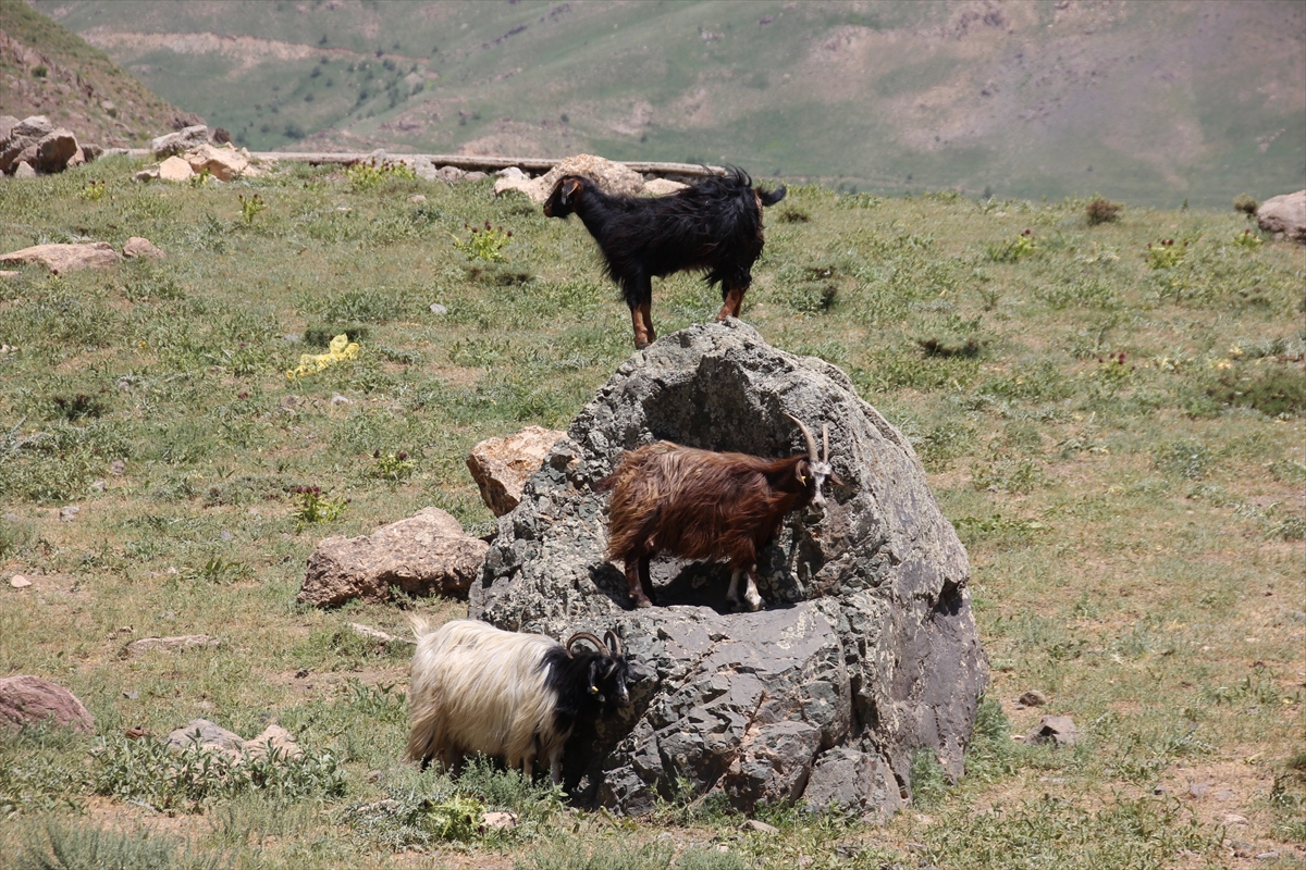 aa-20220609-28114409-28114408-hakkaride-ciftciye-kucukbas-hayvan-destegi.jpg