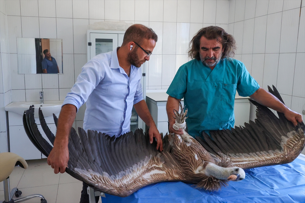 aa-20220906-28824076-28824055-hakkaride-yarali-ve-bitkin-halde-bulunan-iki-akbaba-vanda-tedavi-ediliyor.jpg