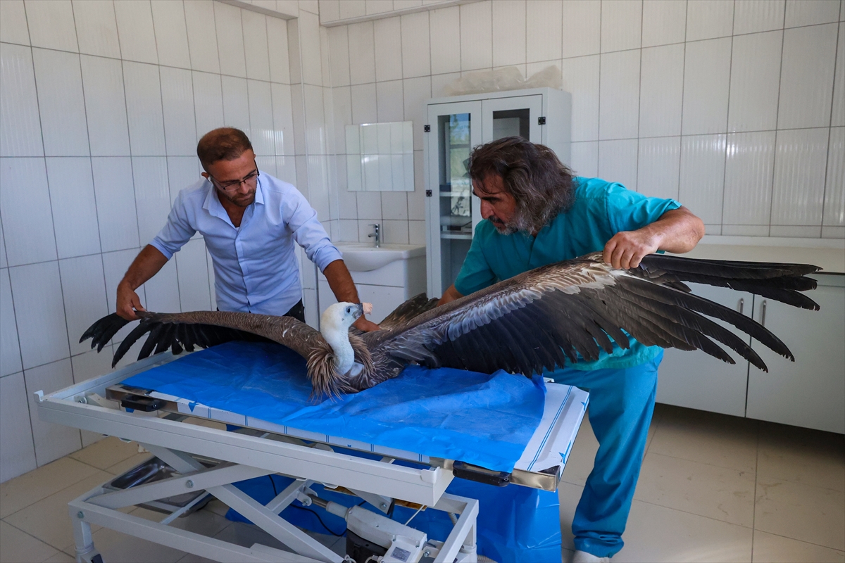 aa-20220906-28824076-28824057-hakkaride-yarali-ve-bitkin-halde-bulunan-iki-akbaba-vanda-tedavi-ediliyor.jpg