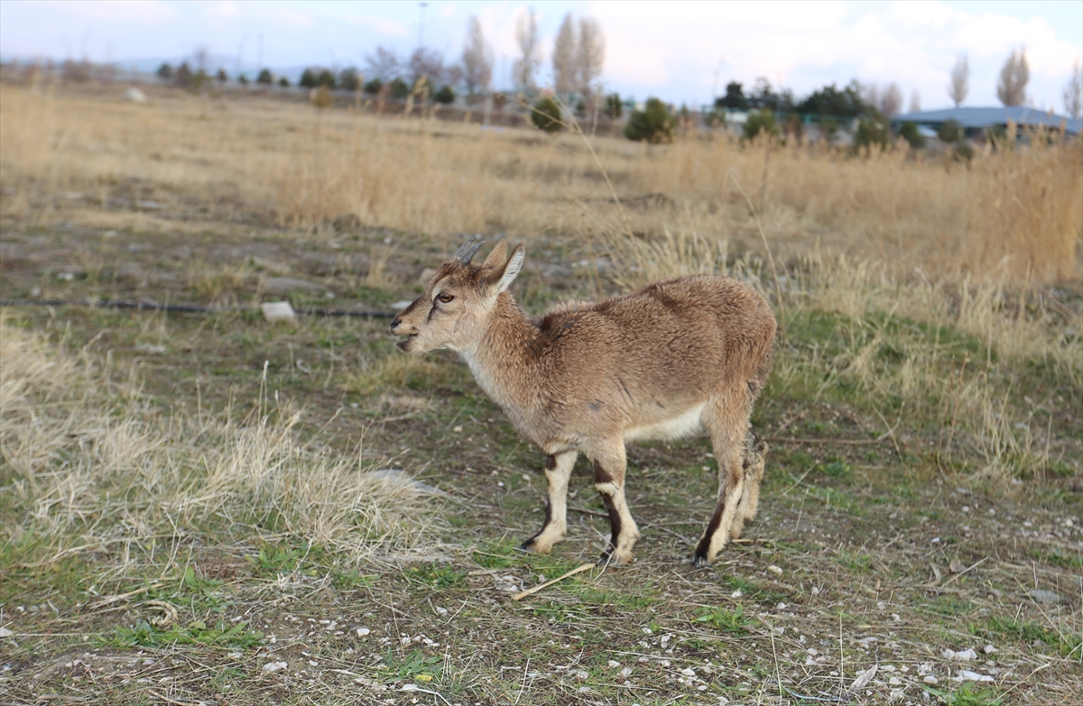 aa-20221216-29756541-29756539-yarali-bulunan-yavru-dag-kecisinin-tedavisi-tamamlandi.jpg