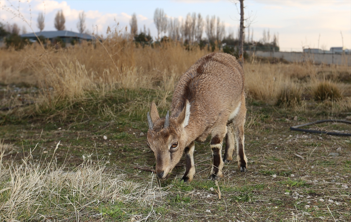aa-20221216-29756541-29756540-yarali-bulunan-yavru-dag-kecisinin-tedavisi-tamamlandi.jpg