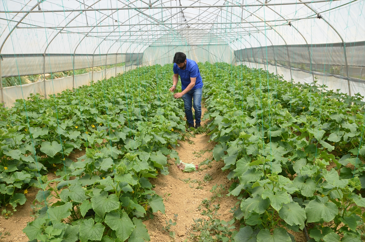 aa-20230605-31342601-31342598-yuksekovali-mevsimlik-isci-2-donumluk-arazisine-sera-kurarak-uretime-basladi.jpg