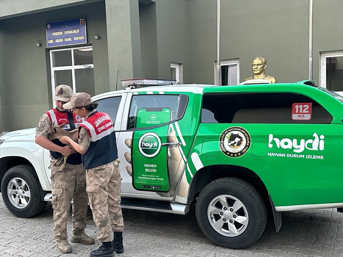 aa-20230925-32235322-32235320-hakkaride-yarali-dag-kecisi-yavrusu-tedaviye-alindi.jpg