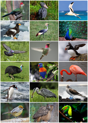 bird-diversity-2013.png
