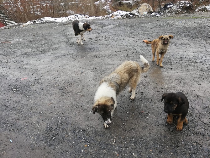 3acc8865-6e38-4697-8302-66d5a60f992f.jpg 3acc8865-6e38-4697-8302-66d5a60f992f.jpg