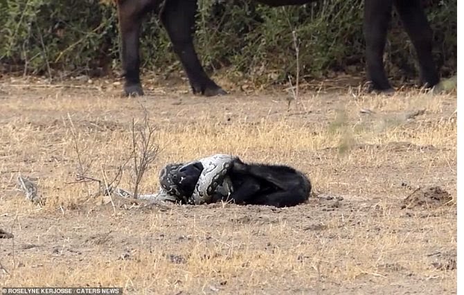 bal-porsugu-ve-pitonun-olumcul-kapismasi-1-716645_1071_1_b.jpg bal-porsugu-ve-pitonun-olumcul-kapismasi-1-716645_1071_1_b.jpg