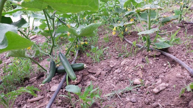 cimenli-koyunde-sezonun-ilk-salataligi-saticilari-sevindirdi.jpg cimenli-koyunde-sezonun-ilk-salataligi-saticilari-sevindirdi.jpg