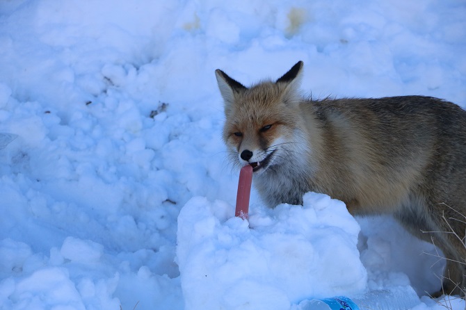 img_0798.jpg img_0798.jpg