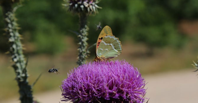 kelebekari.jpg kelebekari.jpg