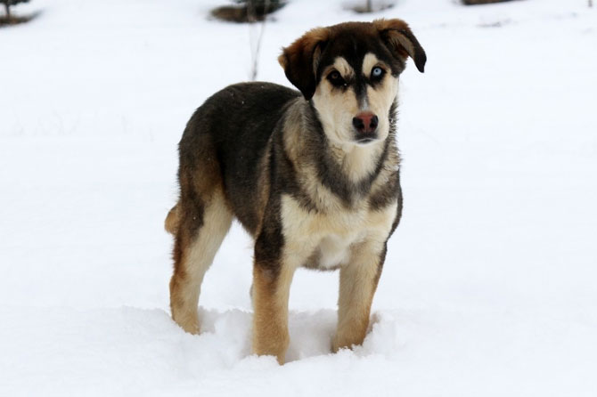 kopekk.jpg kopekk.jpg