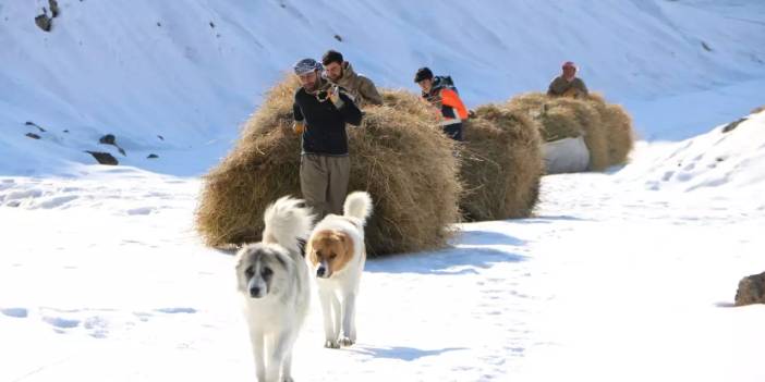 Kış aylarında otların zorlu yolculuğu: Kızakla taşınması