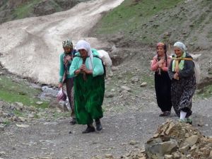 Hakkari'de Koyunlar yaylaya, pancarcılar dağa çıkamıyor