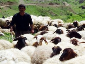 Hakkari'de Yaylacıların  Zorlu Mesaisi Başladı