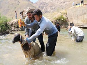 Hakkari'de kuzuları şampuanla yıkayıp şenliğe hazırladılar